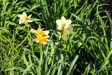 Colorful yellow Narcissus in the garden