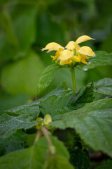 The yellow flowers of the buttercup, the wet leaves from the rain.