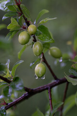 Drops of water after rain on green thorn fruits.