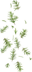 Naklejka premium falling rosemary leaves