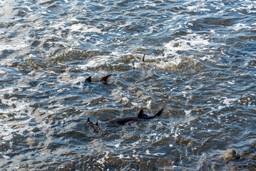 Strugeon Spawning In Spring At The Fox River Dam And Rapids In De Pere, Wisconsin