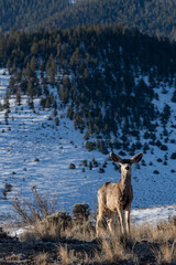 Mule Deer on a snow covered Colorado Mountain at Sunrise