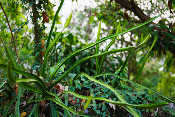Branch of Dragon Fruit tree on blurry background, tropical fruit with low in calories and high...