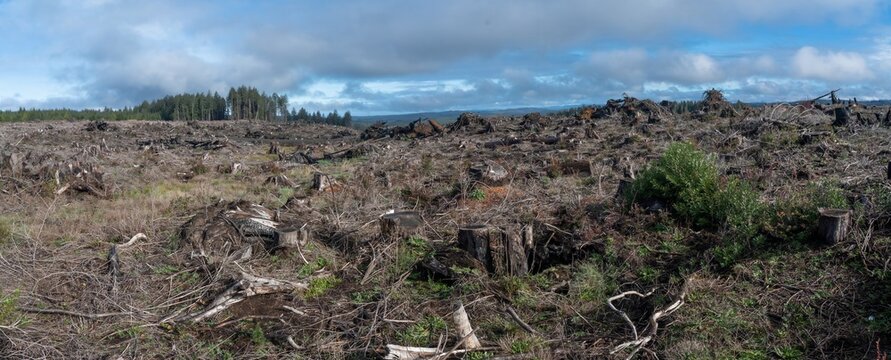 View of a clearcut area in a large logging operation