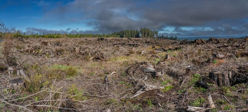 View of a clearcut area in a large logging operation
