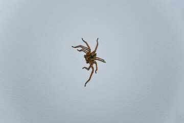 Spider on the ceiling in the night room, arachnophobia is the fear of spiders and other arachnids