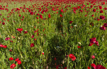 poppies, flowers, blooming, plants, field, outdoors, sunny, flor