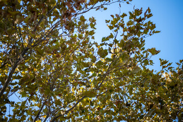 branches against background