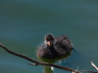 moorhen, Gallinula chloropus, bird, animal, nature, wildlife, wa
