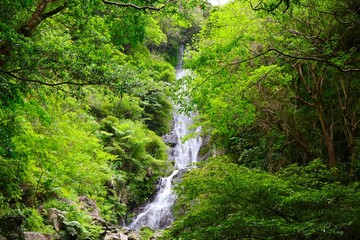 フナンギョの滝 （奄美大島）