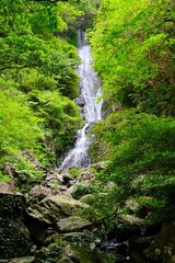 Fototapeta na wymiar フナンギョの滝 （奄美大島）