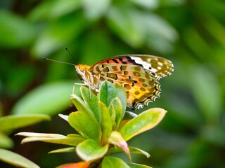 羽を休めるツマグロヒョウモン