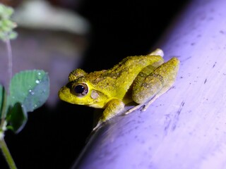 アマミハナサキガエル