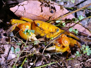 昆虫を捕食する野生のベンケイガニ