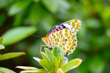 羽を休めるツマグロヒョウモン