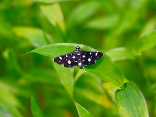 シロモンノメイガ