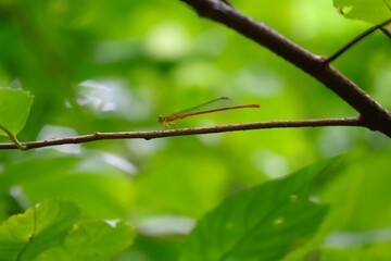木陰で休むリュウキュウベニイトトンボ
