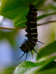 蛹化したオオゴマダラの幼虫