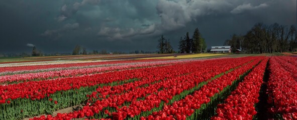 Spring storm clouds above rows of colorful tulips in farm field creating a colorful panoramic...