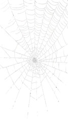 Obraz premium PNG Spider black backgrounds complexity