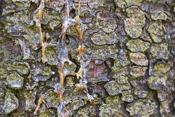 Pine tree bark with pine resin, background photo