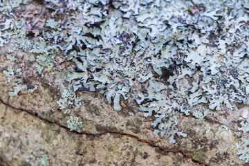 Parmelia lichen, macro photo of Parmeliaceae