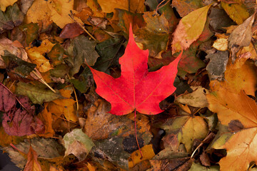 a texture background of red maple leaves