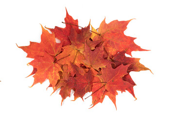 a texture background of red maple leaves isolated on white