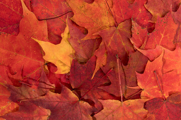 a texture background of red maple leaves