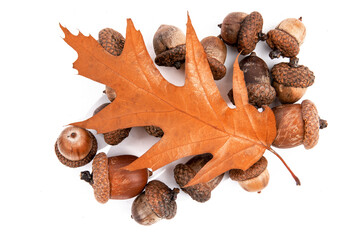 a large pile of acorns from an oak tree with a red oak leaf isolated on white