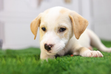  Labrador puppy portrait resting on the grass with blur background. Close up.