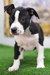 Vertical portrait of american terrier puppy. Little black and white dog.