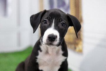 Tender and attentive look of a small black and white puppy portrait.