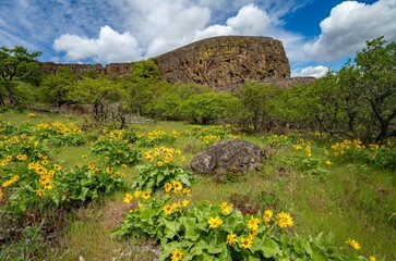 balsamroot and lupine blooming in the Tom McCall preserve with the  Rowena Crest bluffs in the...