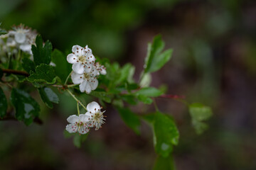 White hawthorn flowers after rain.