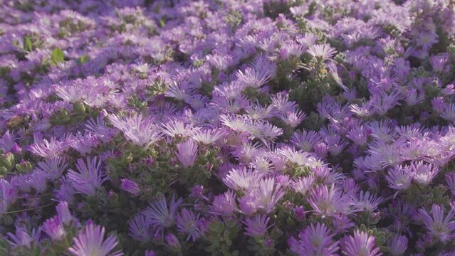 Ice plants pink flowers. Camera moving along flower carpet closeup. Using plants which do not require a lot of water.