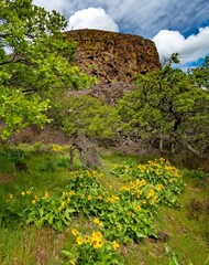 balsamroot and lupine blooming in the Tom McCall preserve on  Rowena Crest with Rowena Bluffs in background, Oregon