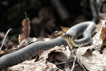 Grass snake lies on old foliage. Close up