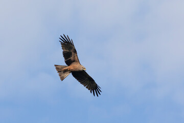 Obraz premium Black kite (Milvus migrans) in flight