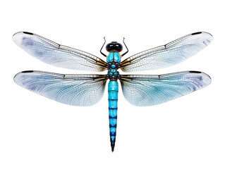 a blue dragonfly with transparent wings