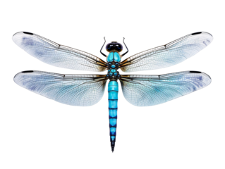 a blue dragonfly with transparent wings