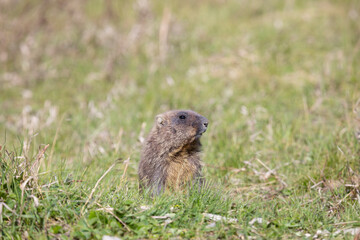 Bobak marmot stand on a grass on summer day