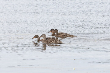 Mallard ducks on the water close-up