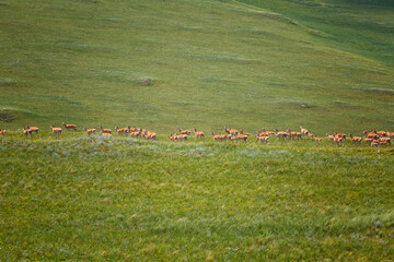 Dzeren or Mongolian gazelle on green grass. Zabaykalsky Krai. Russia