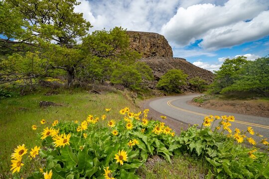 balsamroot and lupine blooming in the Tom McCall preserve on  Rowena Crest with Rowena Bluffs in background, Oregon