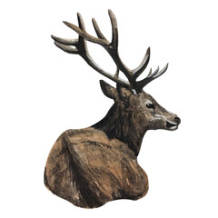 watercolor deer illustration