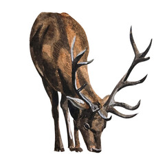 Naklejka premium watercolor deer illustration