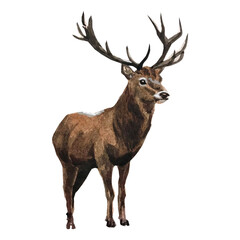 Freehand watercolor deer illustration. Hand drawn watercolour reindeer.