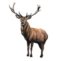 Watercolor Deer Illustration