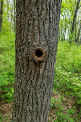 Tree trunk with bird hollow. Bird nest in hollow tree trunk